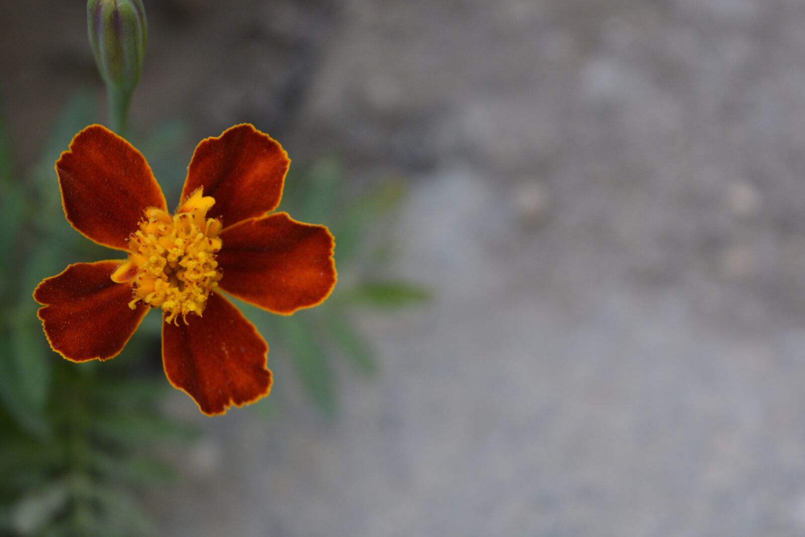 Nikon D5200 sample photo. Flower, nature, flora photography