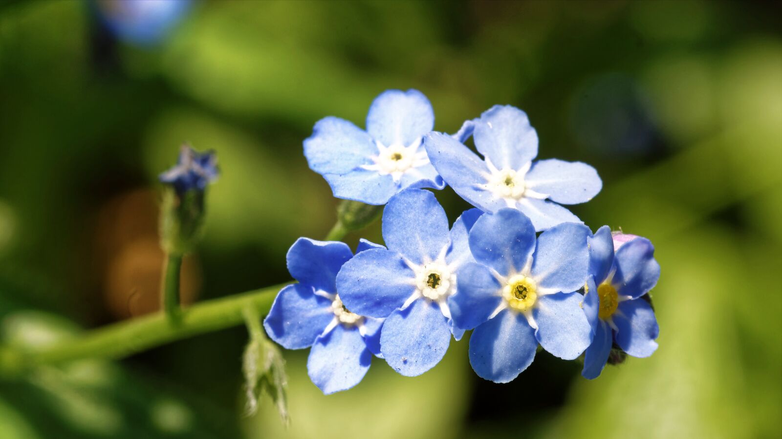 Nikon D5300 sample photo. Popcorn, small, blue photography