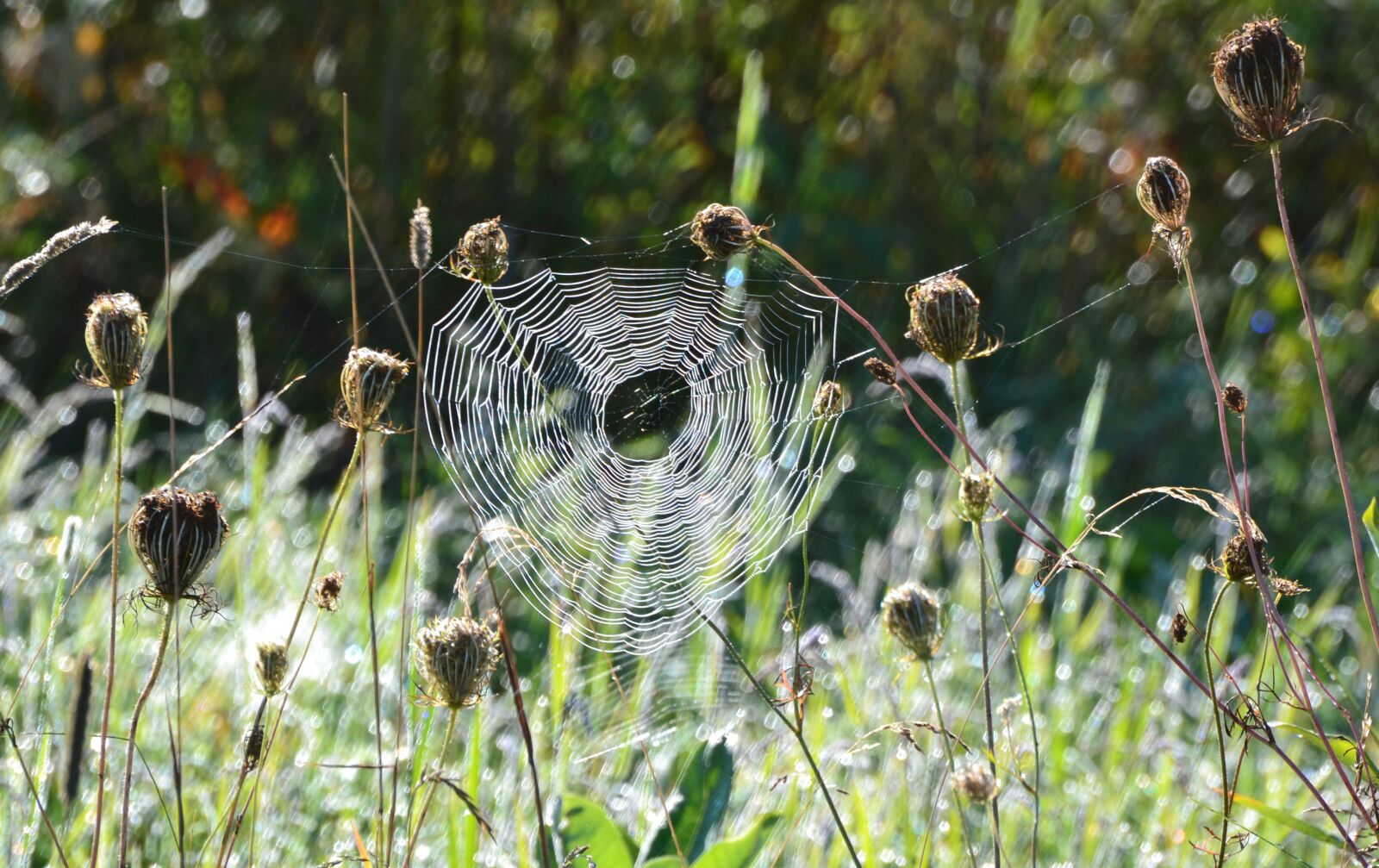 Nikon D3100 sample photo. Spiderweb, early, morning photography