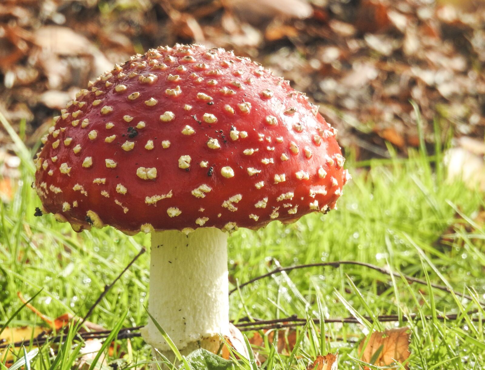 Nikon Coolpix P900 sample photo. Mushroom, fungus, toadstool photography