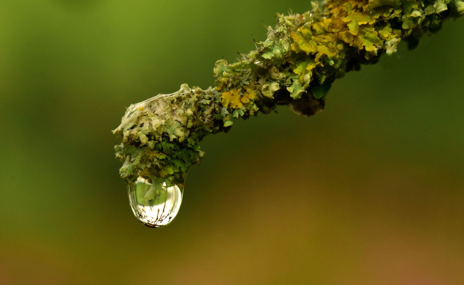 Nikon D3300 sample photo. Branch, lichen, nature photography
