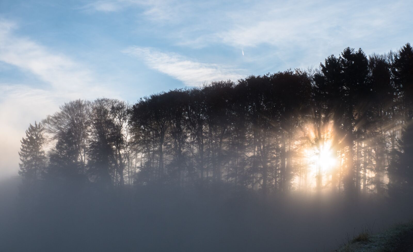 Panasonic Lumix DC-G9 + LUMIX G VARIO 12-60/F3.5-5.6 sample photo. Fog, sun, forest photography