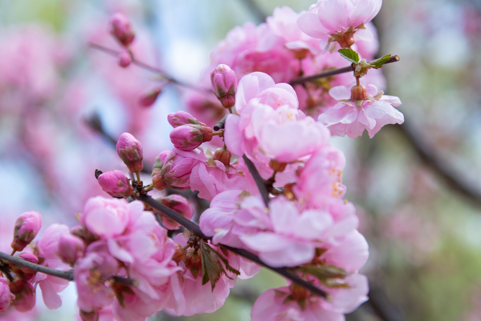 Canon EOS M6 sample photo. Spring, flowers, branch photography