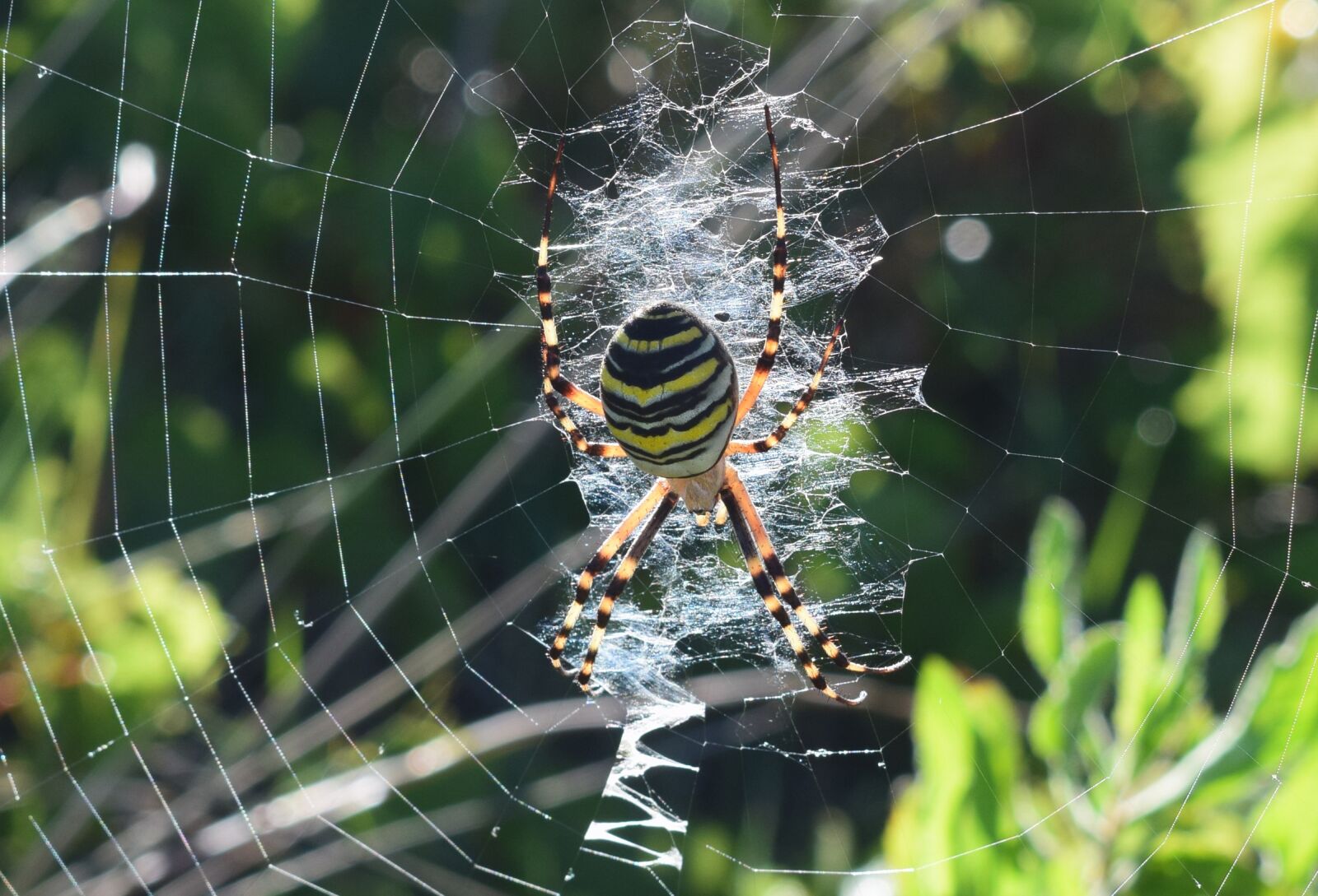 Nikon D3300 sample photo. Spider, dar zsp k photography