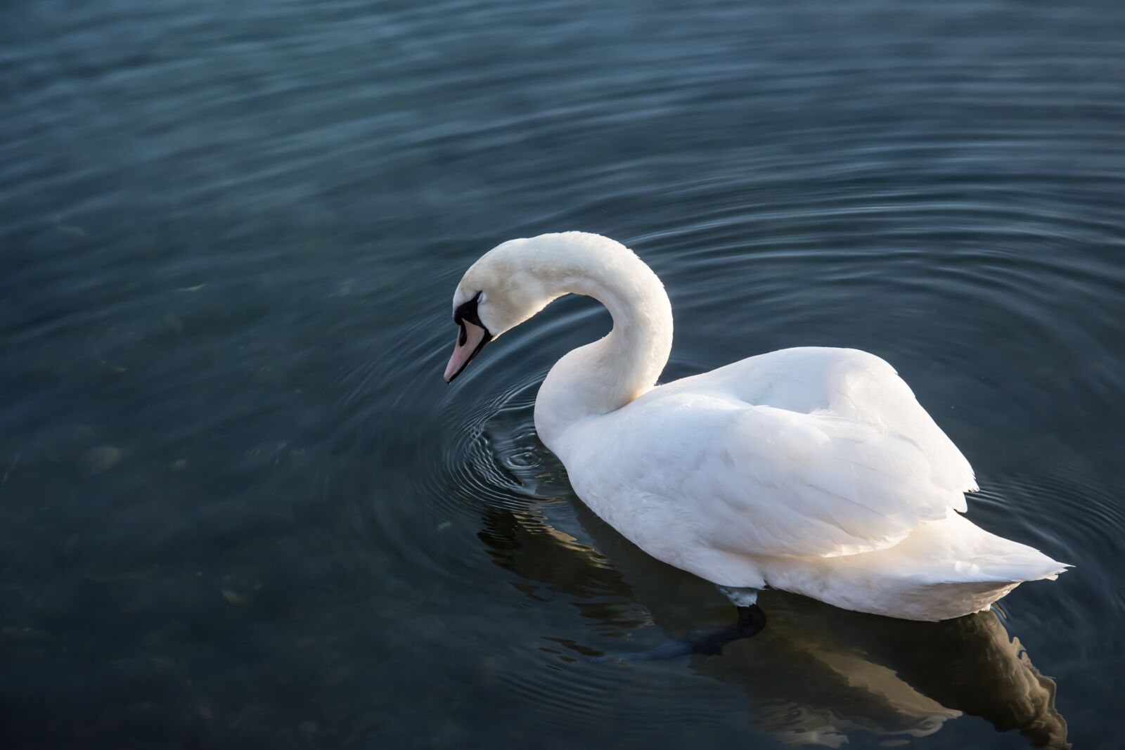 Nikon D7200 sample photo. Swan, sea, nature photography