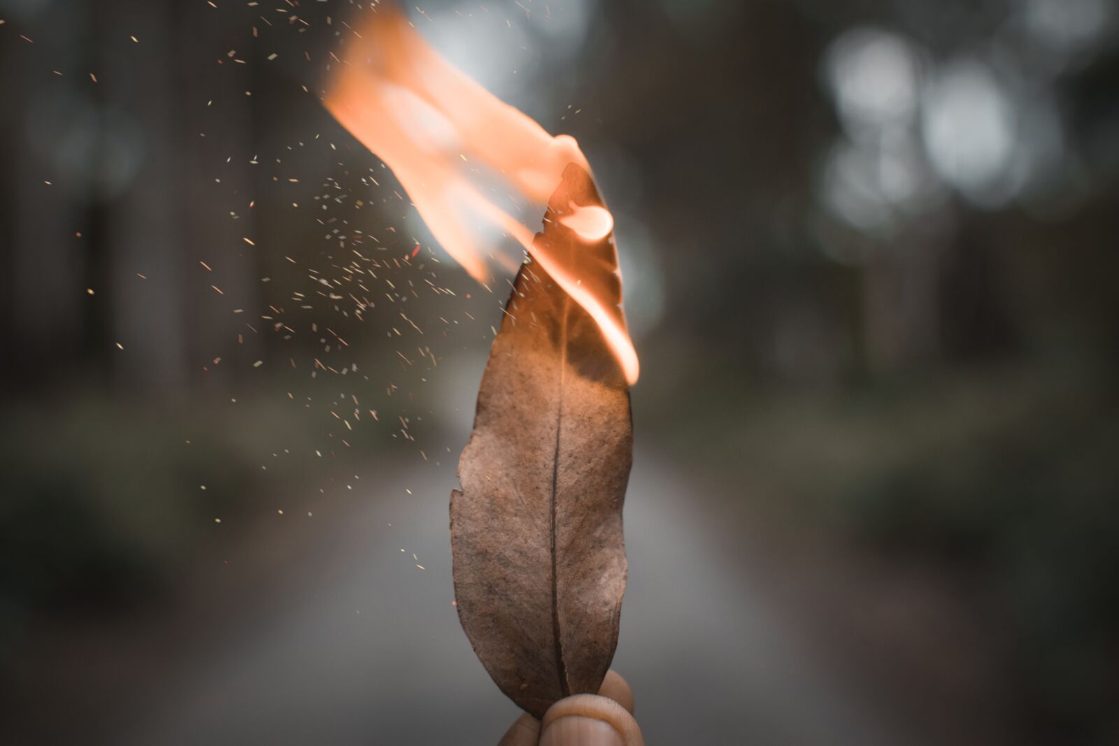 Nikon D3300 sample photo. Background, dried leaf, fire photography