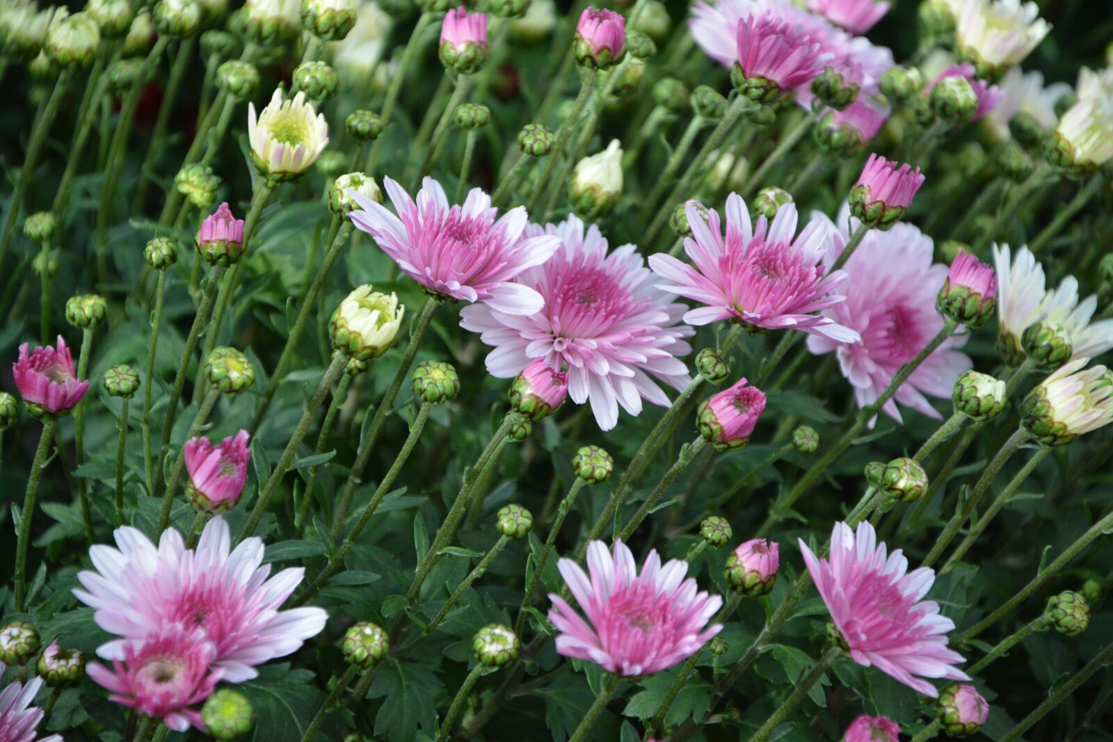 Nikon D5200 sample photo. Flowers, flower, green leaves photography
