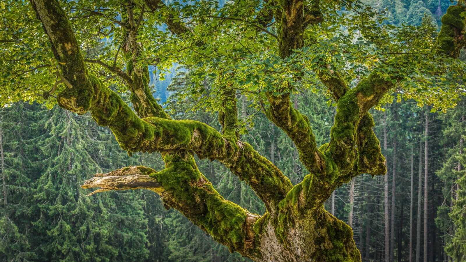 DT 18-270mm F3.5-6.3 SSM sample photo. Chestnut, moss, forest photography