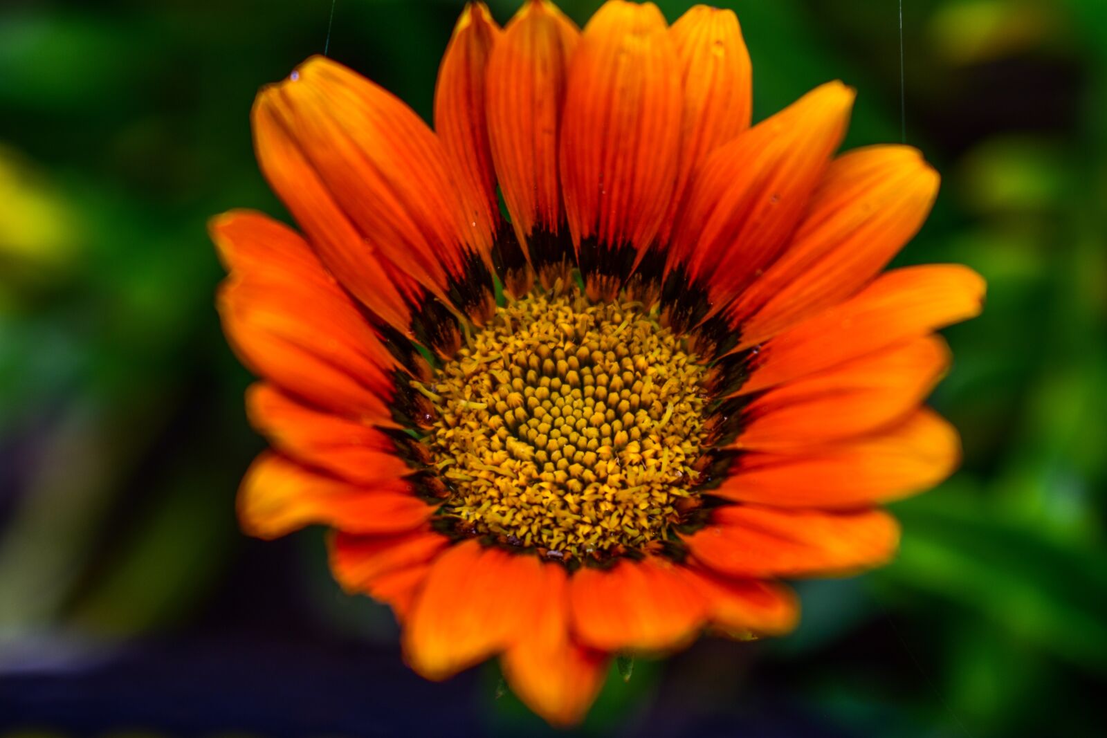 Nikon D3400 sample photo. Flower, plant, nature photography