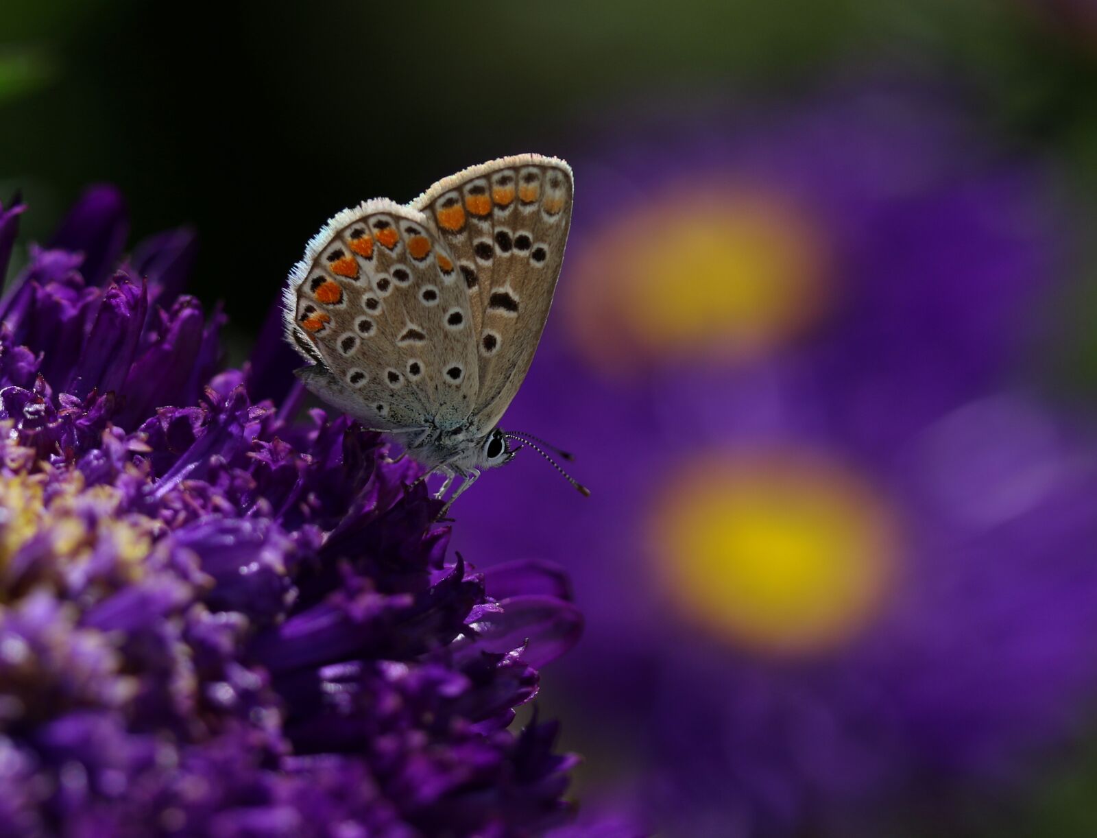 Canon EOS 7D Mark II + Canon EF-S 60mm F2.8 Macro USM sample photo. Butterfly, blue, flower photography