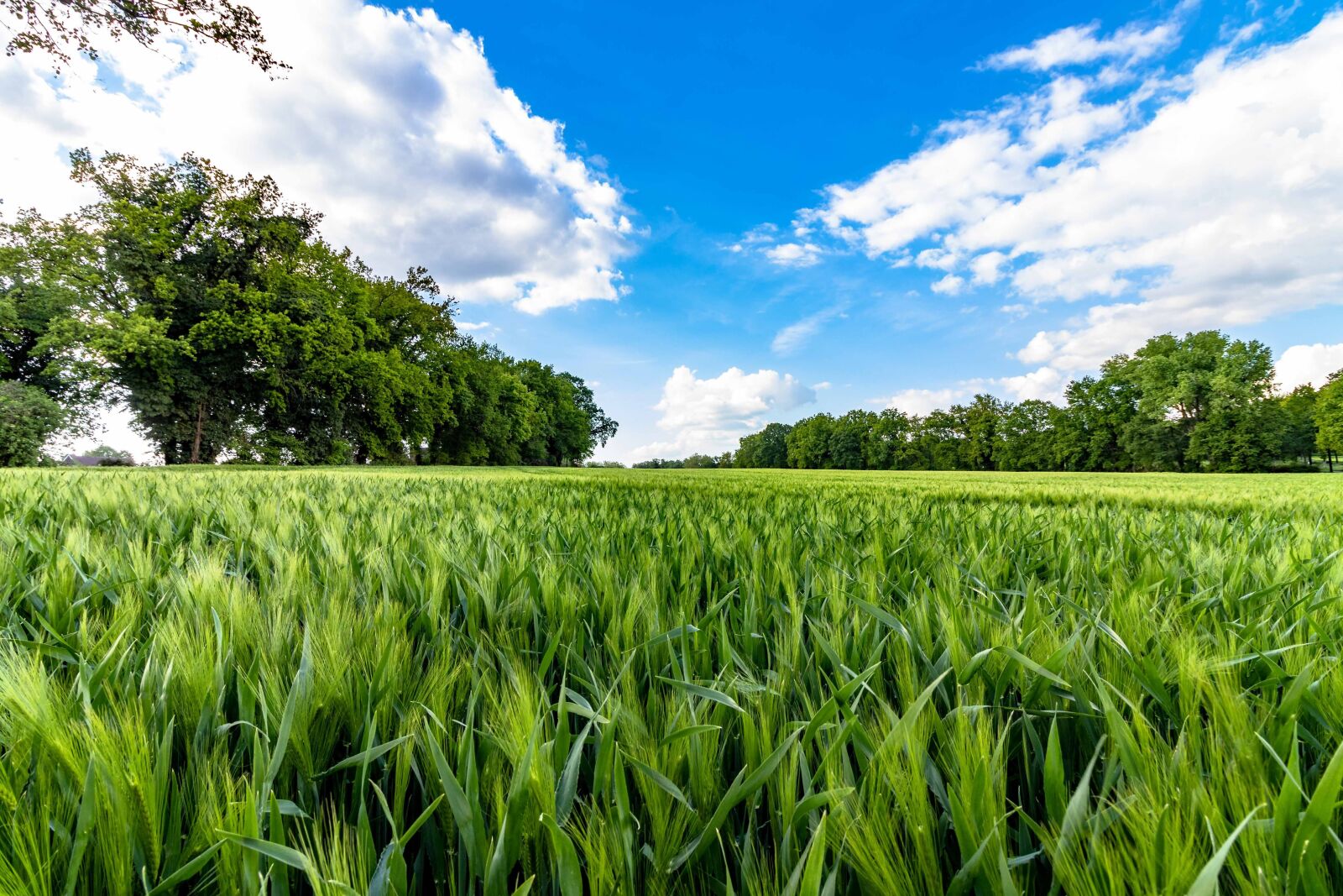 Canon EOS 77D (EOS 9000D / EOS 770D) sample photo. Cornfield, agricultural, cereals photography