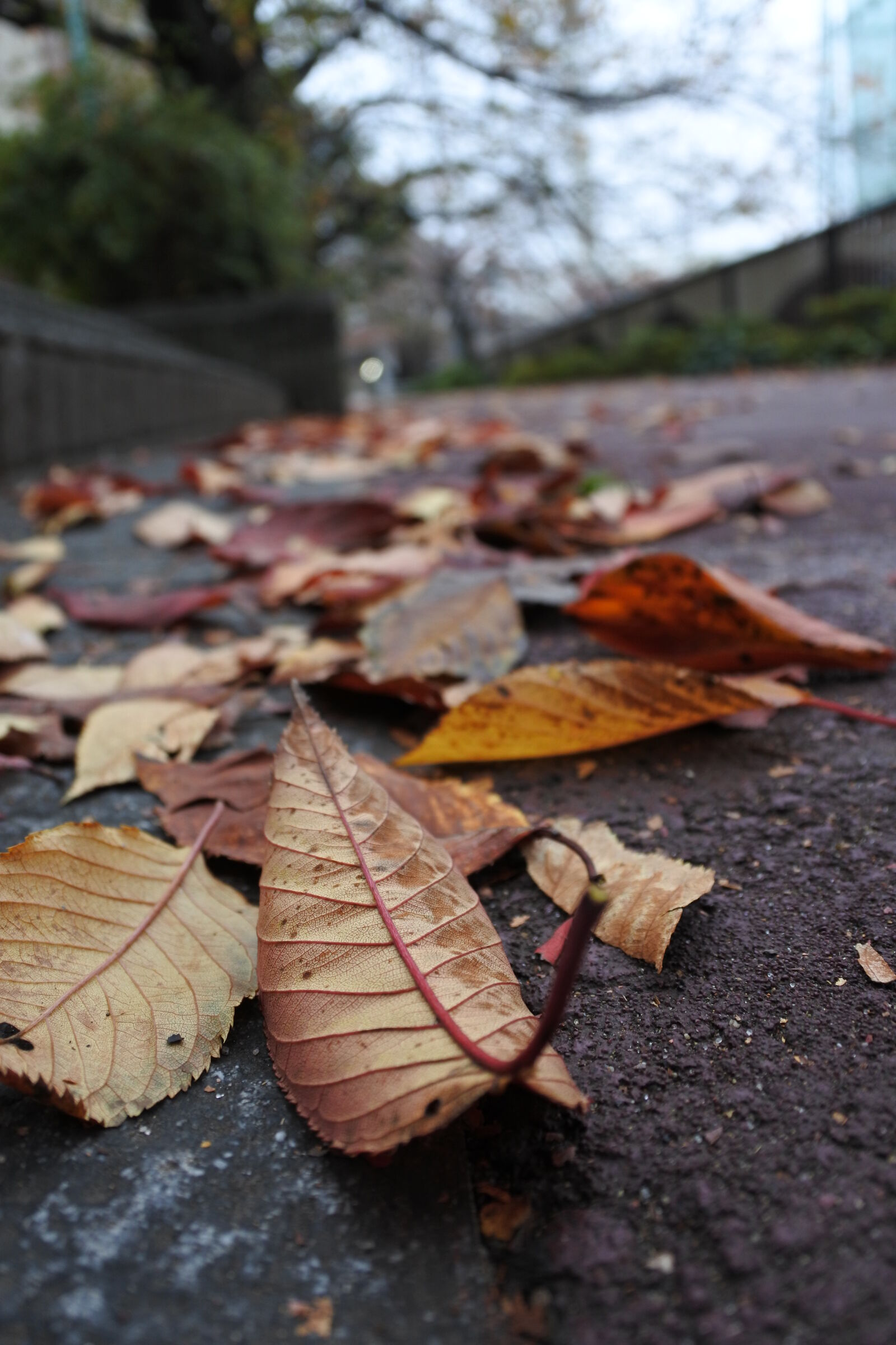 Nikon 1 J5 sample photo. Autumn, leaves, road, sidewalk photography