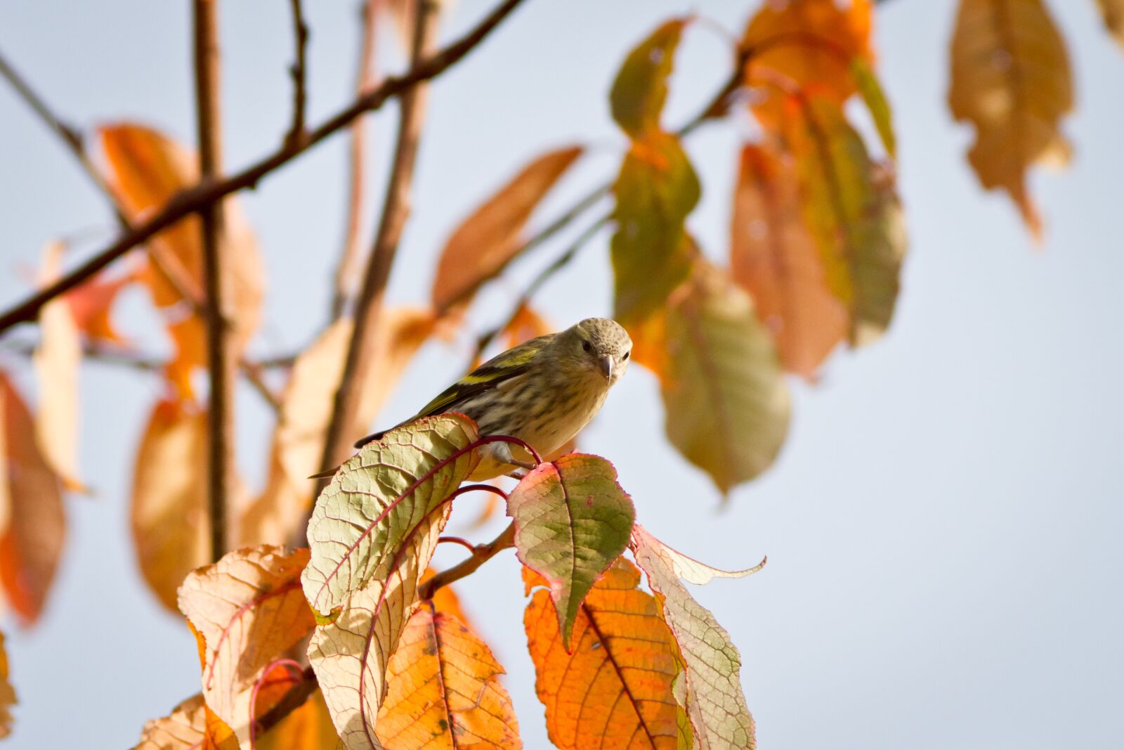 Canon EOS 7D + Canon EF 300mm F4L IS USM sample photo. Green sparrow, autumn, nature photography
