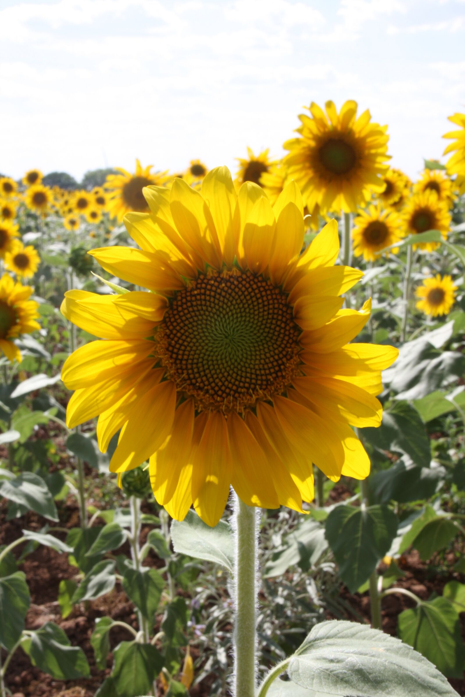 Canon EOS 40D sample photo. Sunflowers, field, outside photography