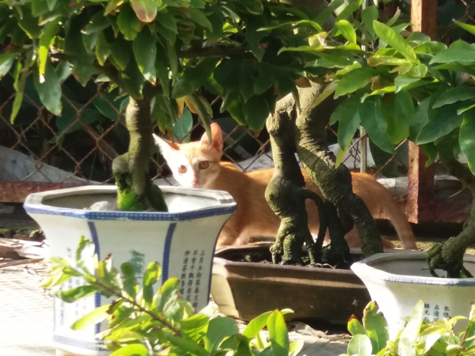 Samsung Galaxy J5 sample photo. Cat photography
