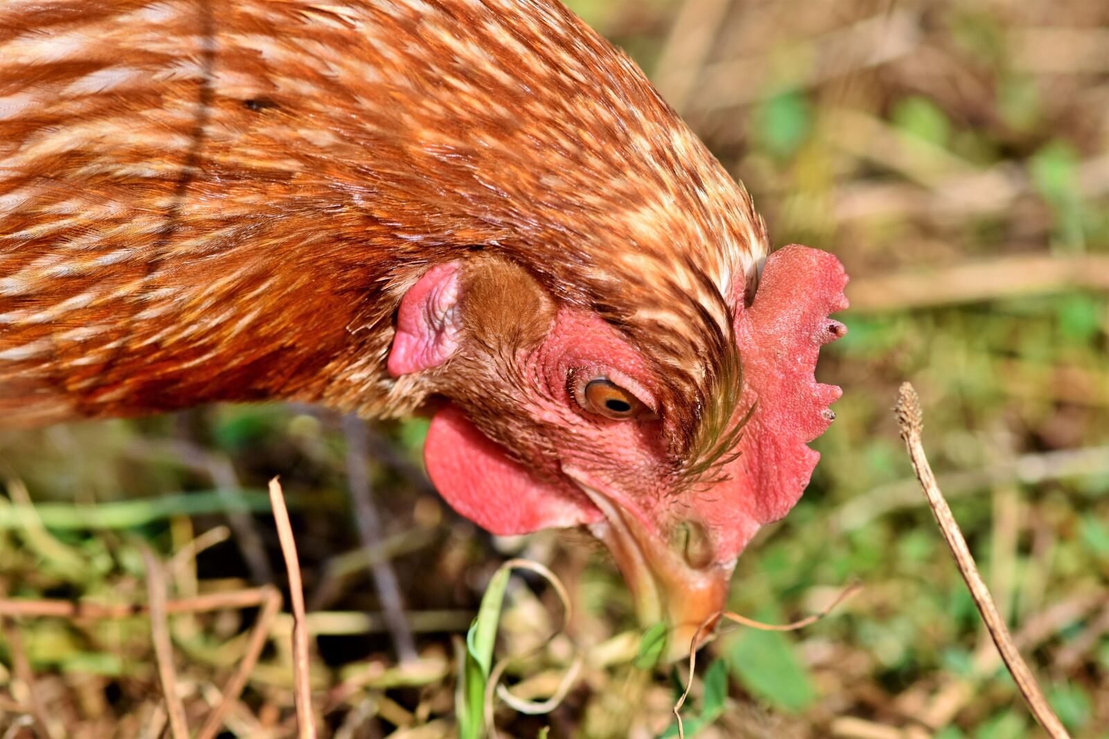 Nikon D7200 sample photo. Chicken, hen, poultry photography