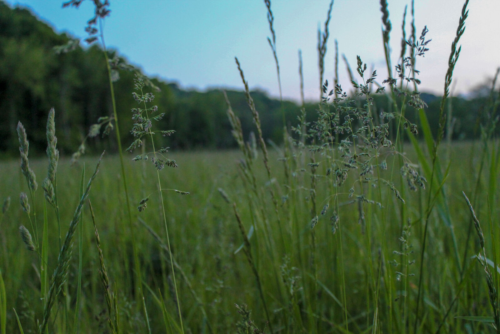 Canon EOS 600D (Rebel EOS T3i / EOS Kiss X5) sample photo. Focus, grass, hd, wallpaper photography
