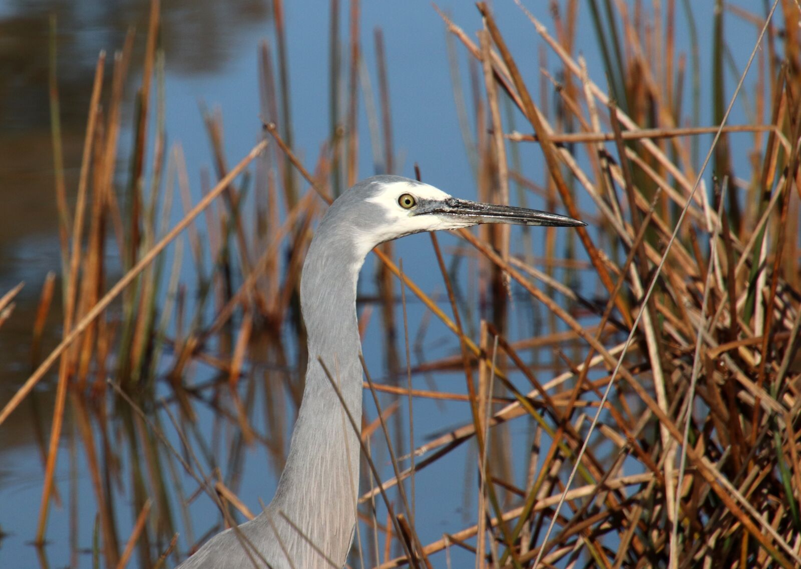Canon EOS 800D (EOS Rebel T7i / EOS Kiss X9i) sample photo. Bird, heron, reeds photography