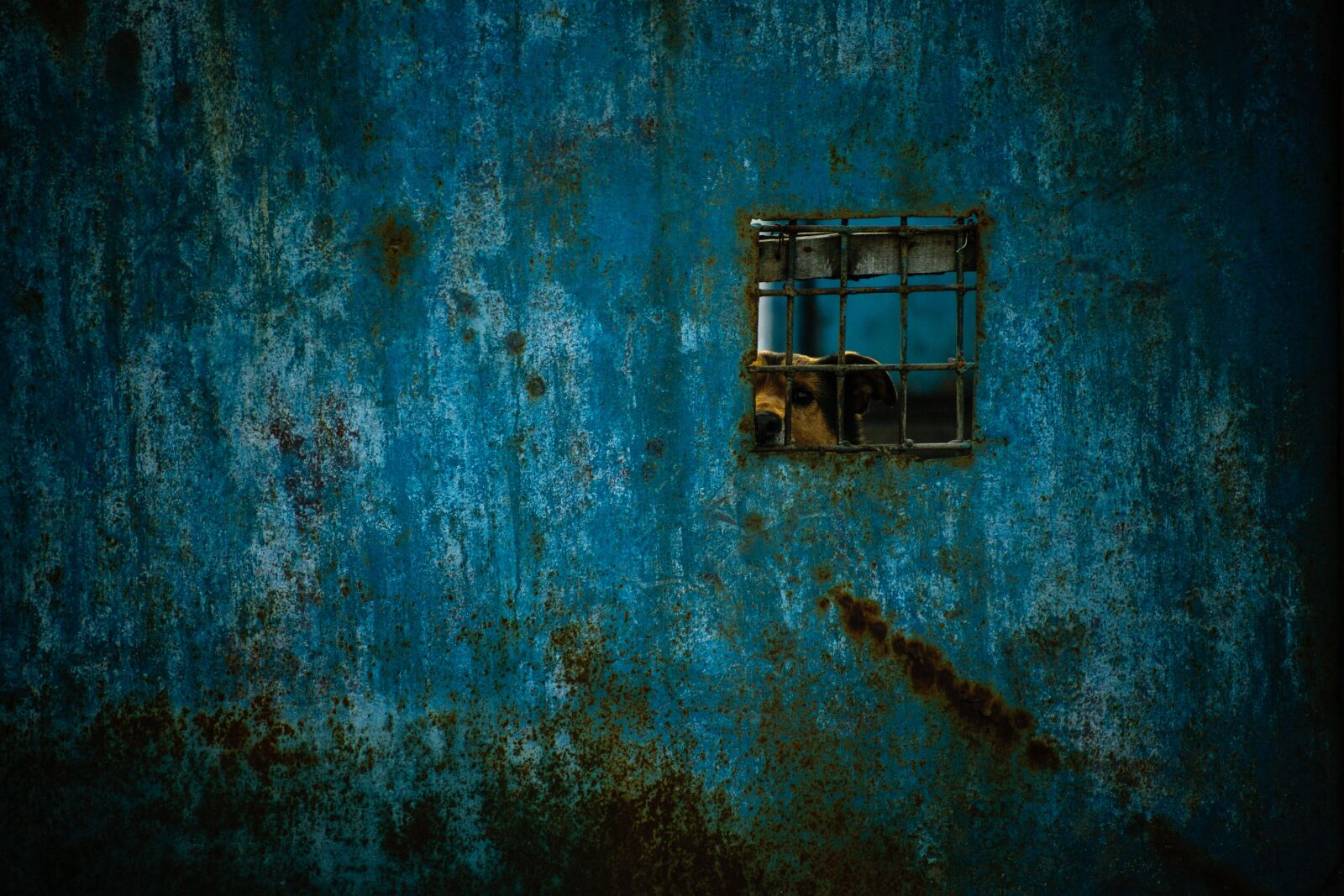 Nikon D5300 sample photo. Prison, dog, sad photography
