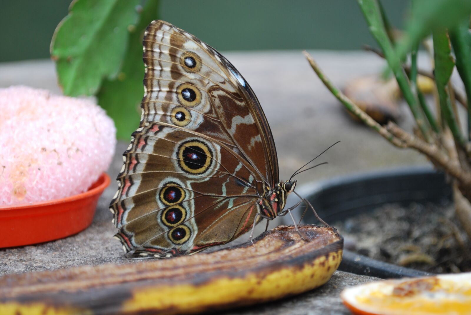 Nikon D60 sample photo. Nature, butterfly, insect photography