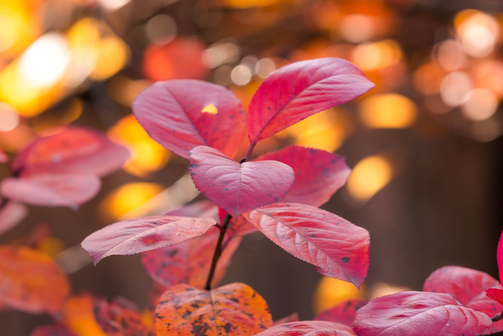 Nikon D7200 sample photo. Autumn, leaves, nature photography