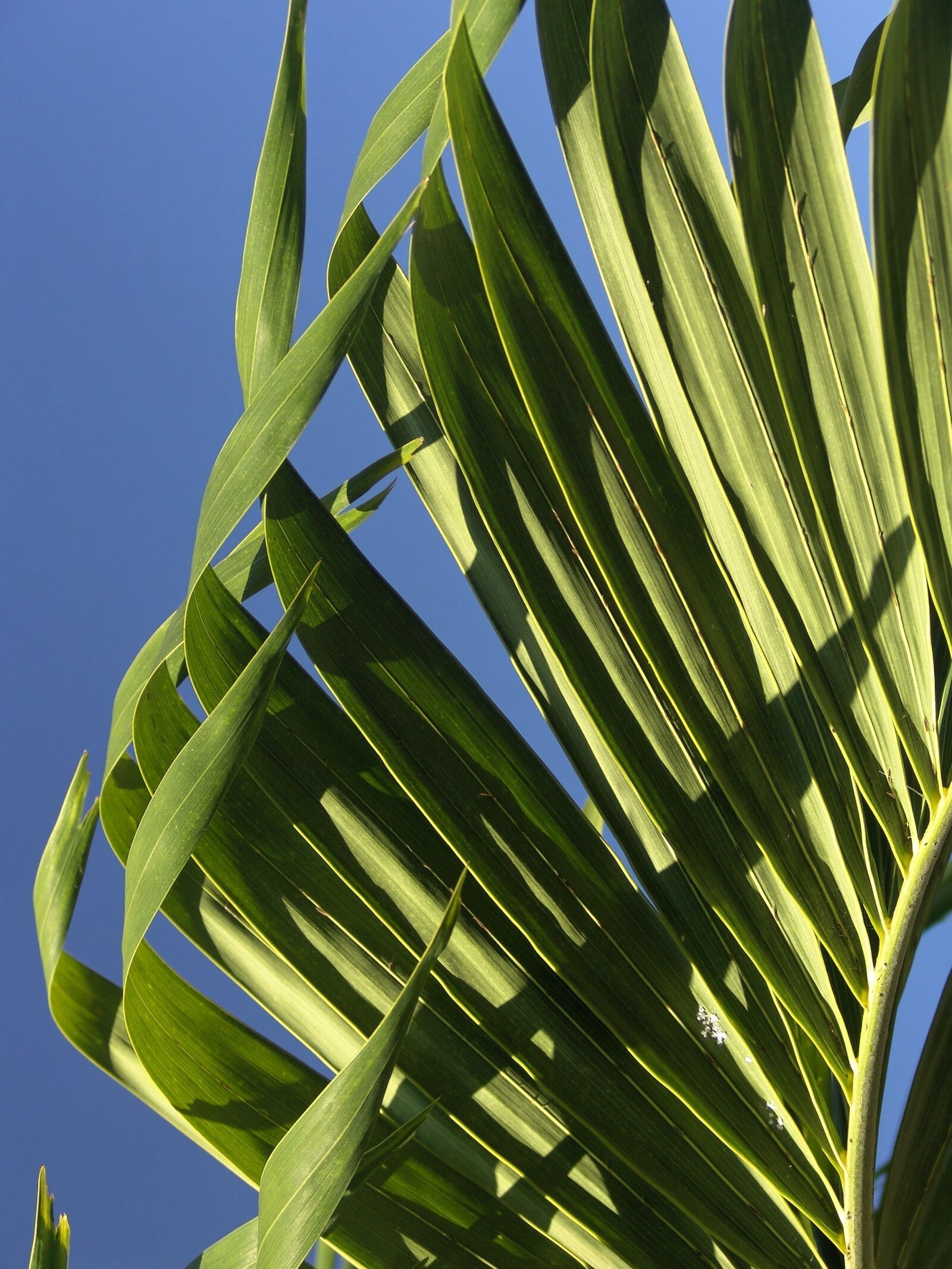 Sony DSC-F828 sample photo. Palm, frond, leaf photography