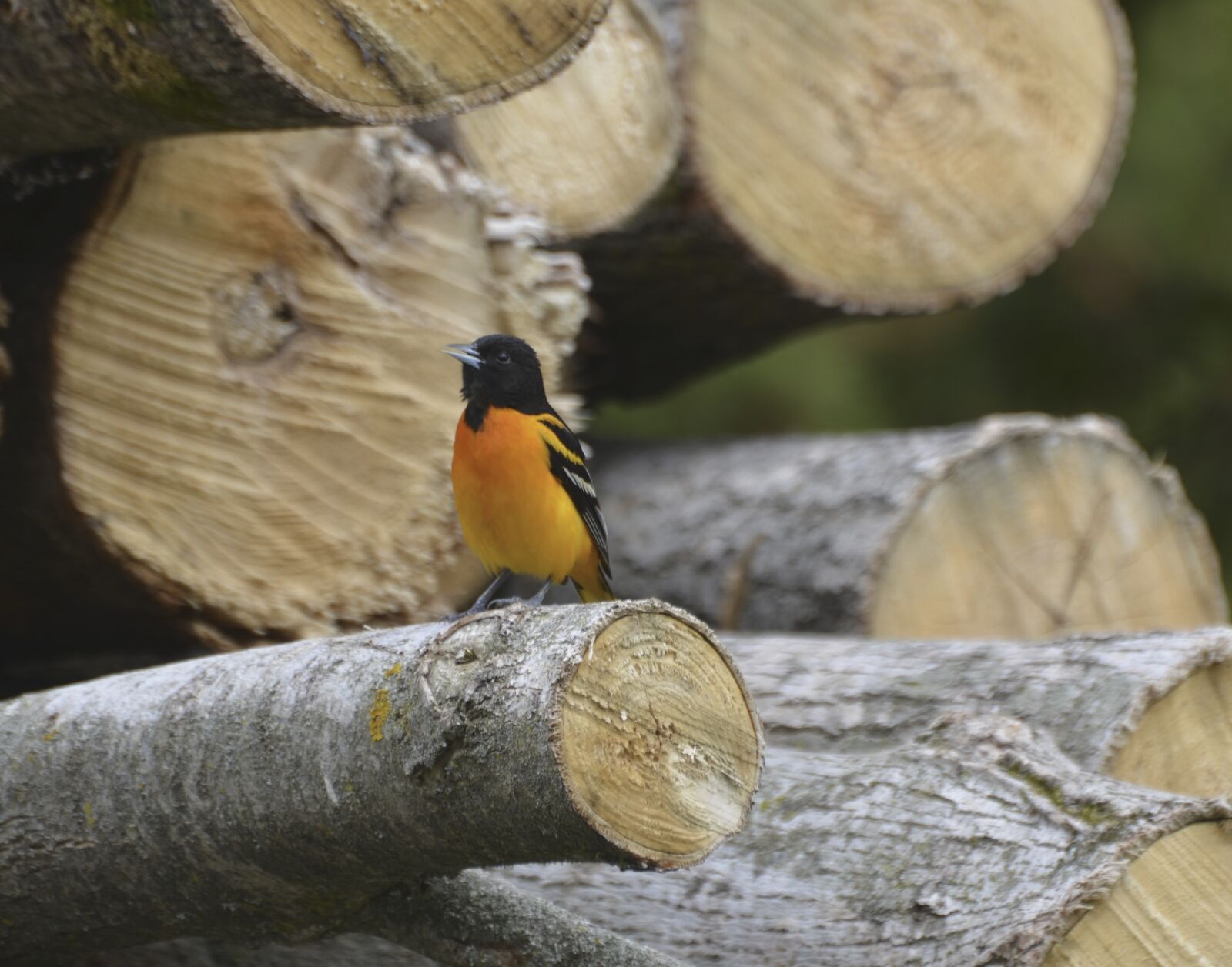 Nikon D7000 sample photo. Baltimore, oriole, bird photography