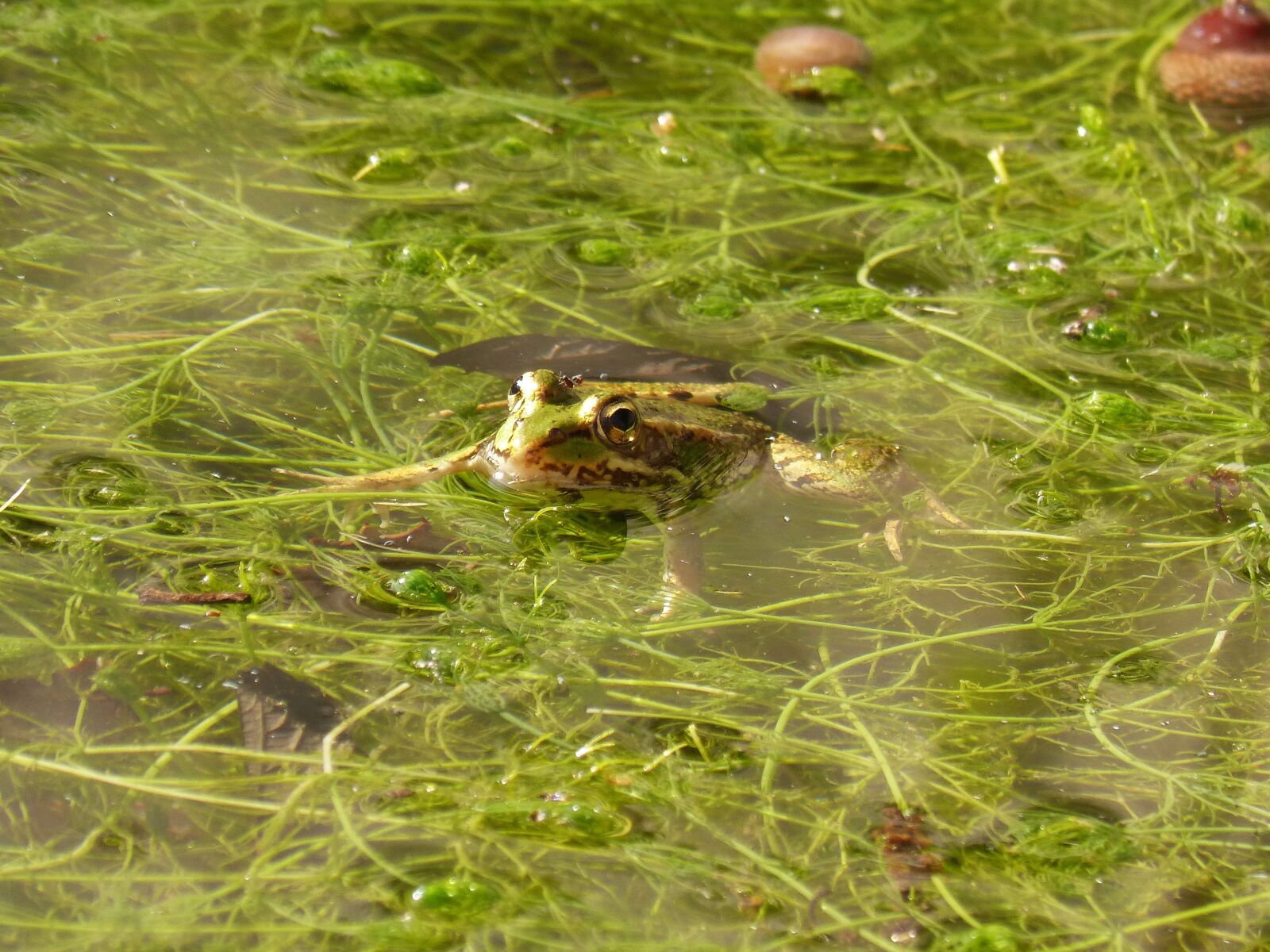 Panasonic DMC-FZ62 sample photo. Frog, have a look photography