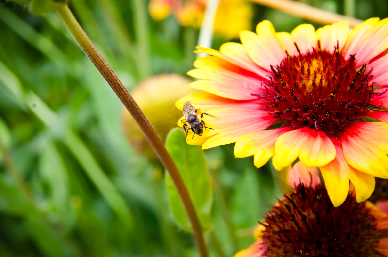 Nikon D7000 sample photo. Bee, bee, collectiong, pollen photography