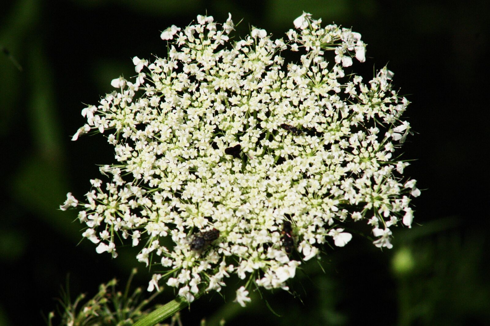 Canon EOS 300D (EOS Digital Rebel / EOS Kiss Digital) sample photo. Flower, white, plant photography