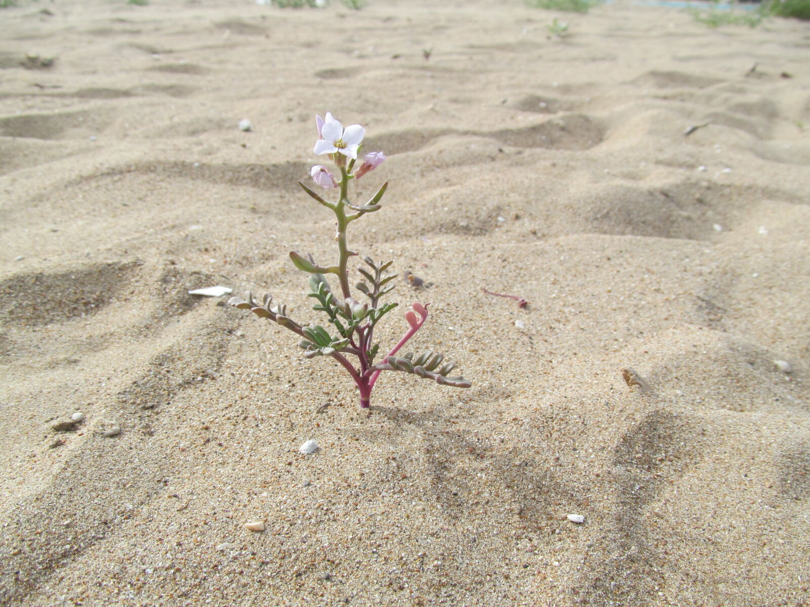 Canon PowerShot SX150 IS sample photo. Flower, macro, nature, only photography