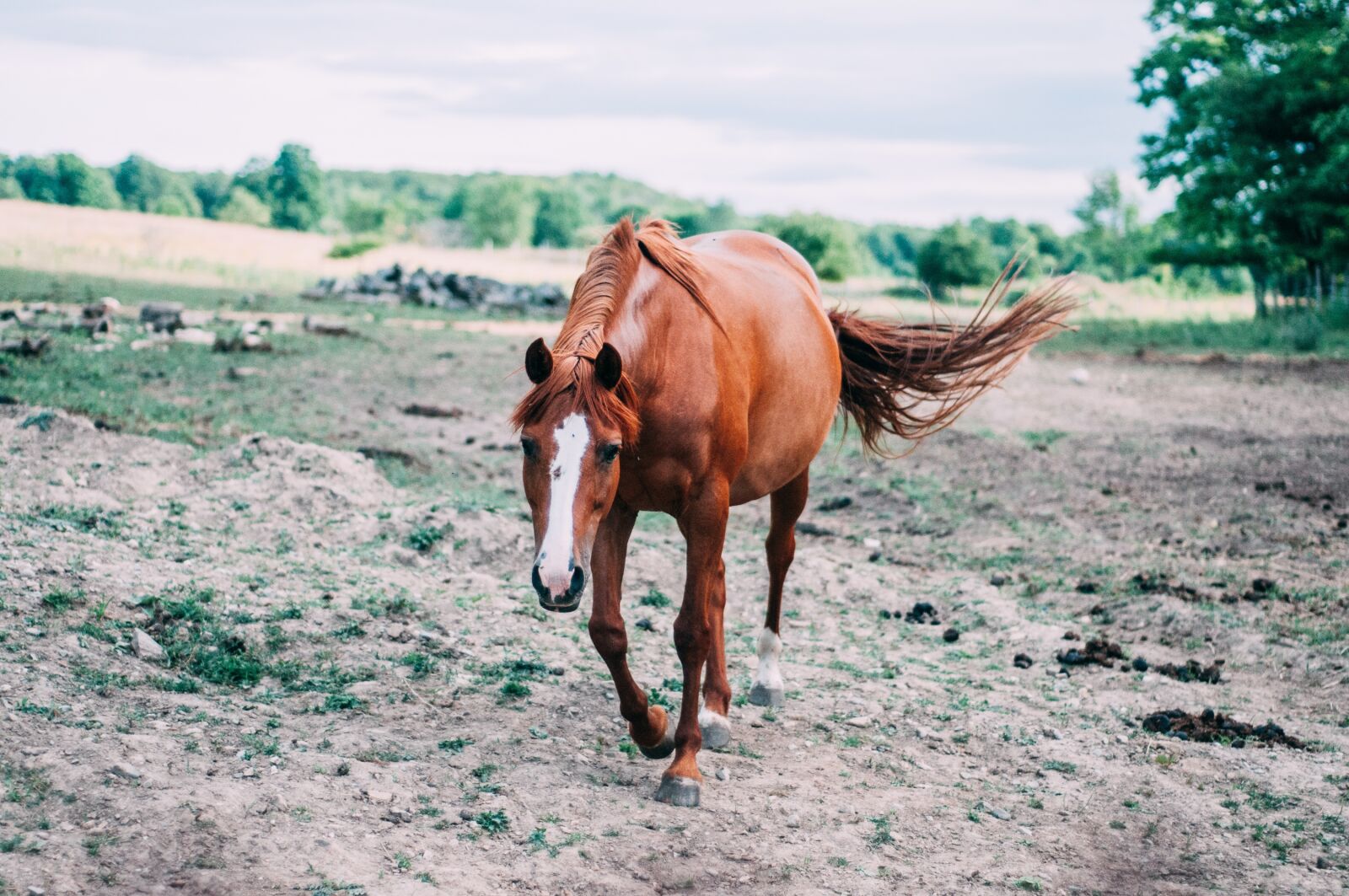 Nikon D300S sample photo. Horse, farm, animal photography