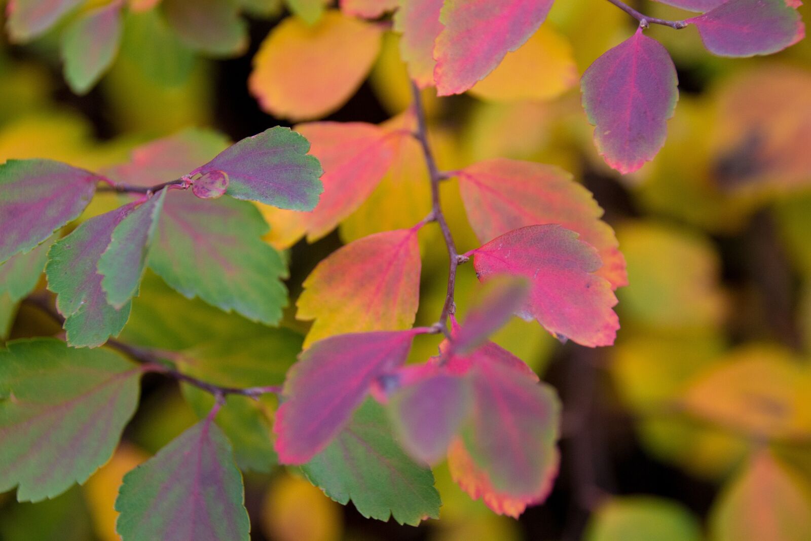 Canon EOS 1100D (EOS Rebel T3 / EOS Kiss X50) sample photo. Colorful, leaves, autumn photography