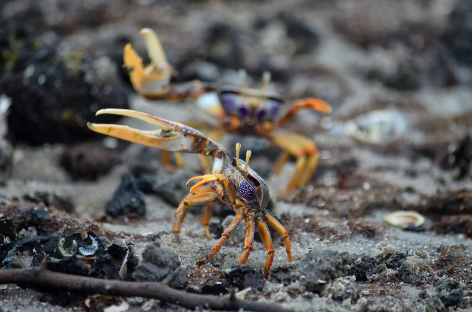 Nikon D5100 sample photo. Crab, crab violinist, park photography