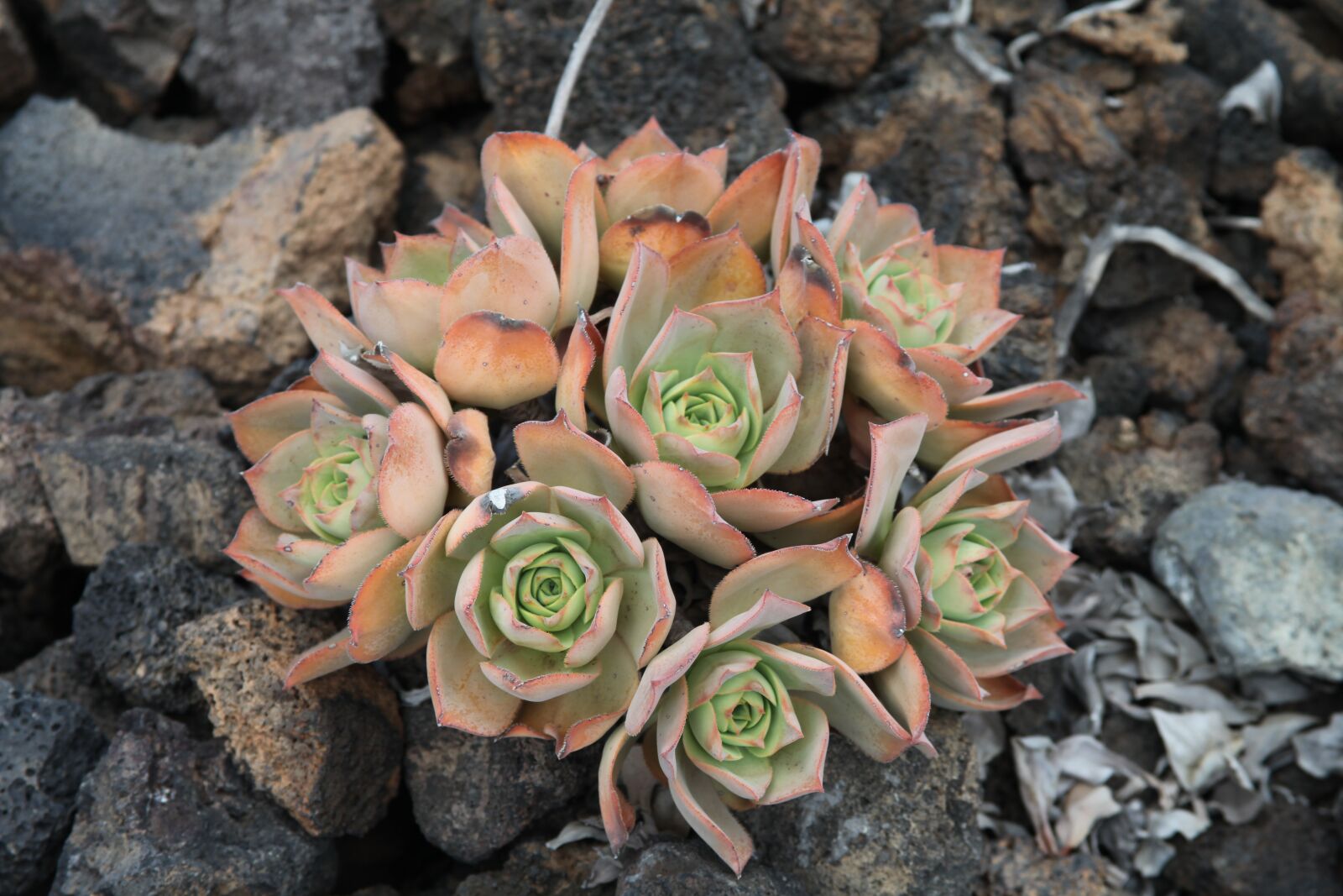 Canon EOS 5D Mark II sample photo. Canary islands, iron, nature photography
