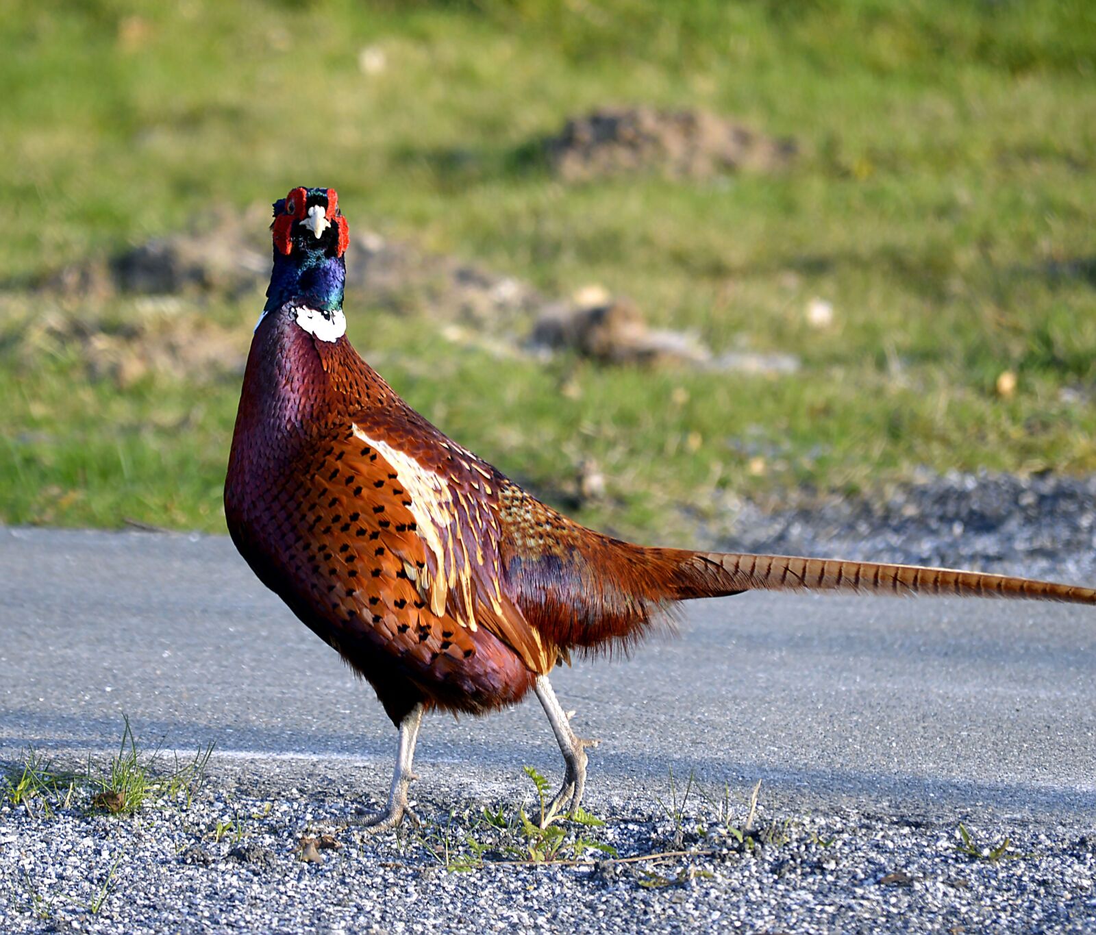 Nikon D3200 sample photo. Hunting pheasant, pheasant, colorful photography