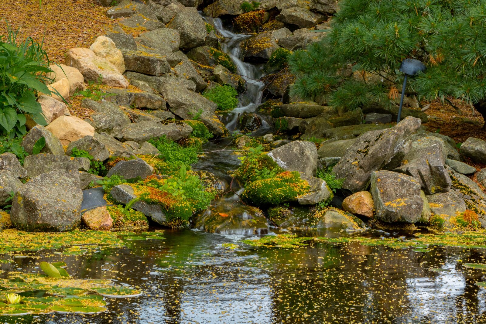 Nikon D500 sample photo. Pond, fish, water photography