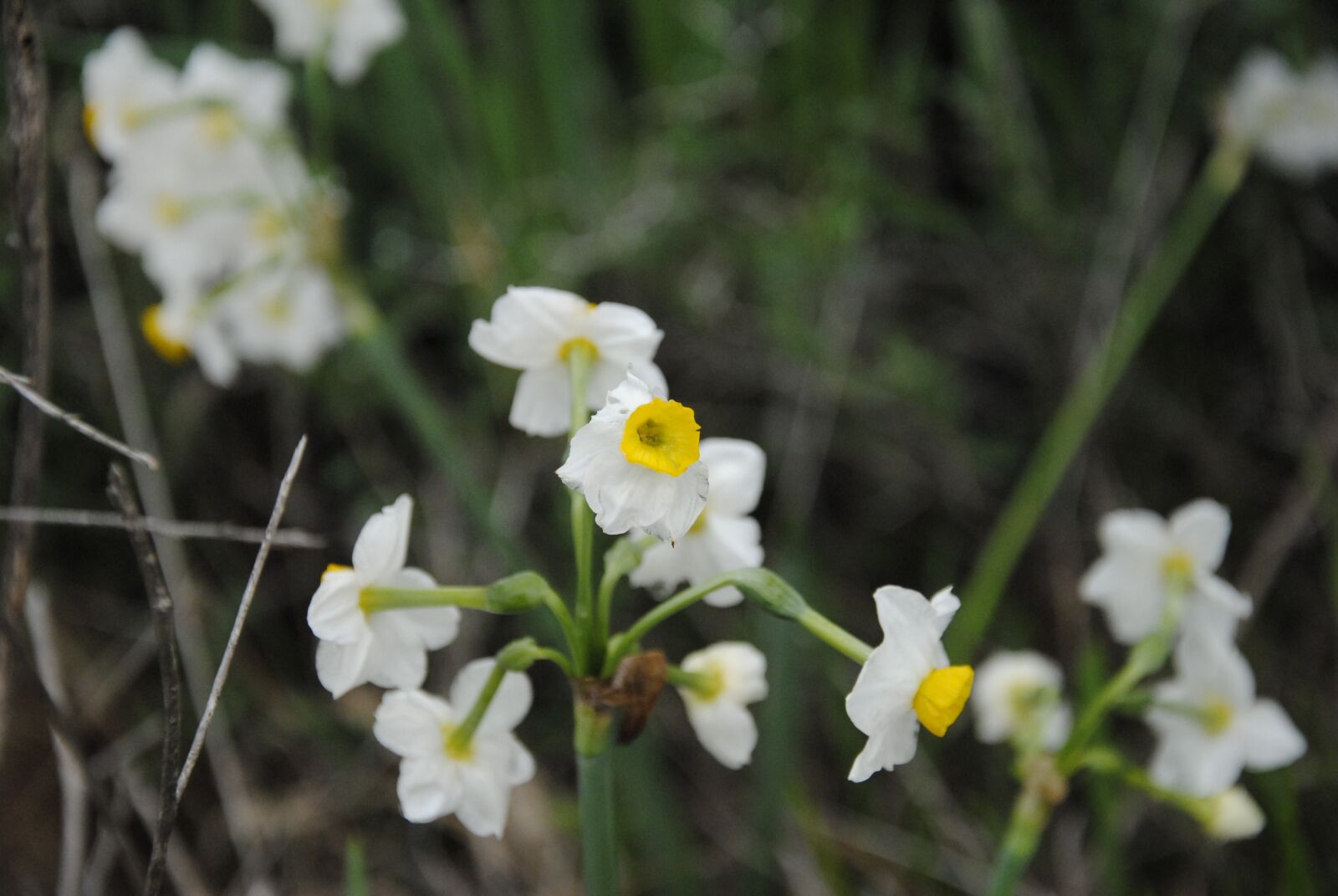 Nikon D3000 sample photo. Flowers, white, nature photography