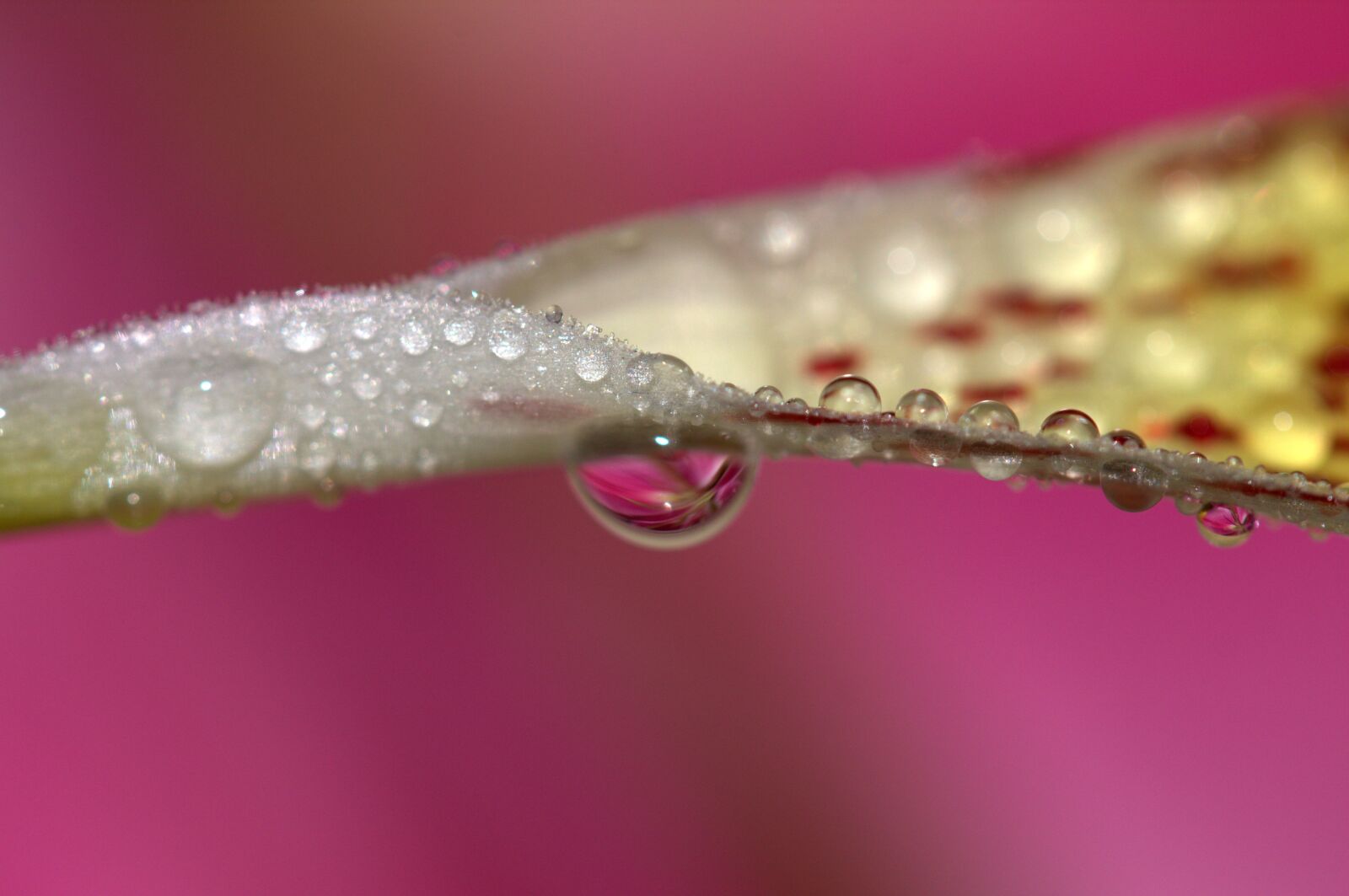 Canon EOS 700D (EOS Rebel T5i / EOS Kiss X7i) sample photo. Petals, wet, yellow photography