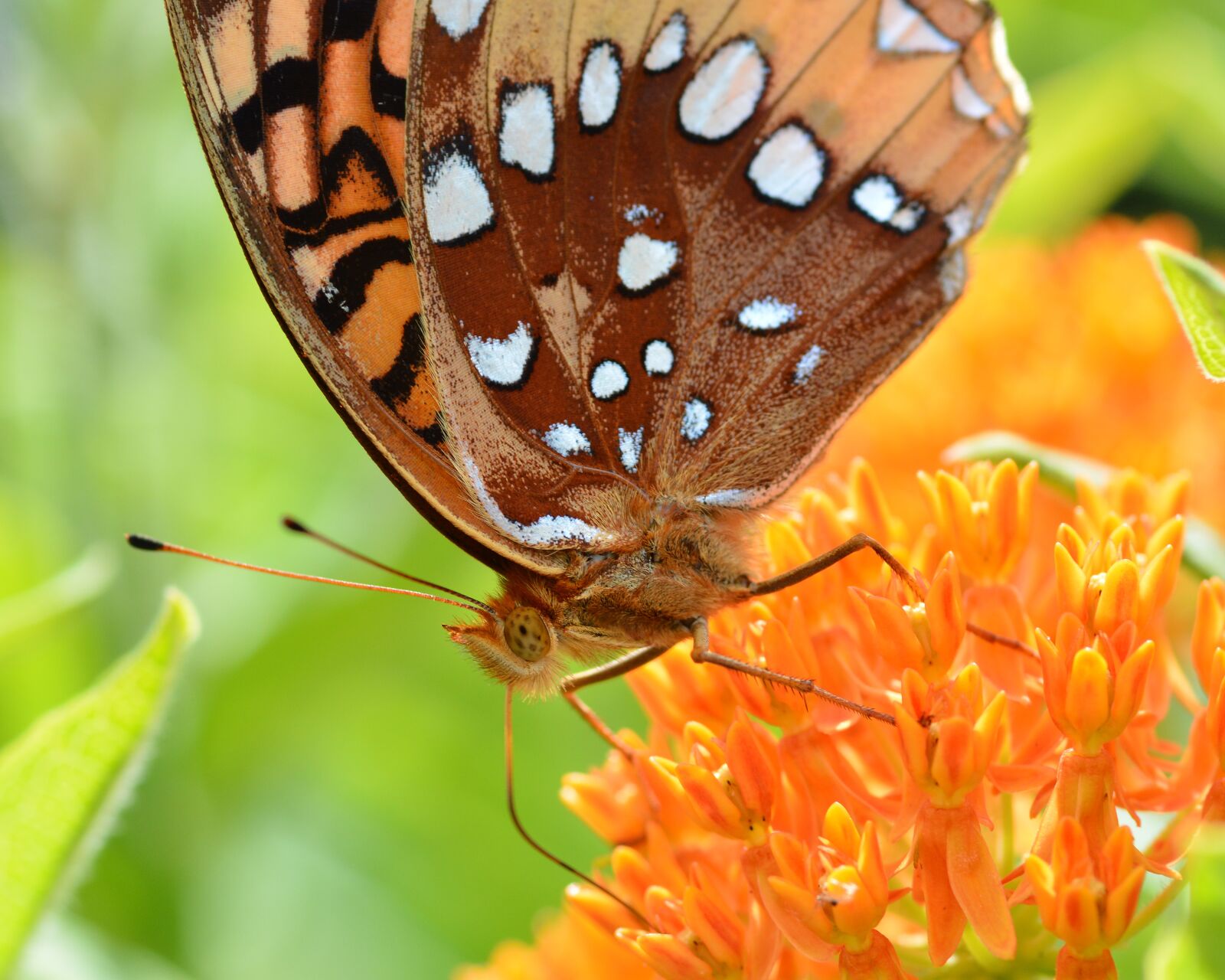 Nikon D7100 sample photo. Butterfly, great spangled fritillary photography