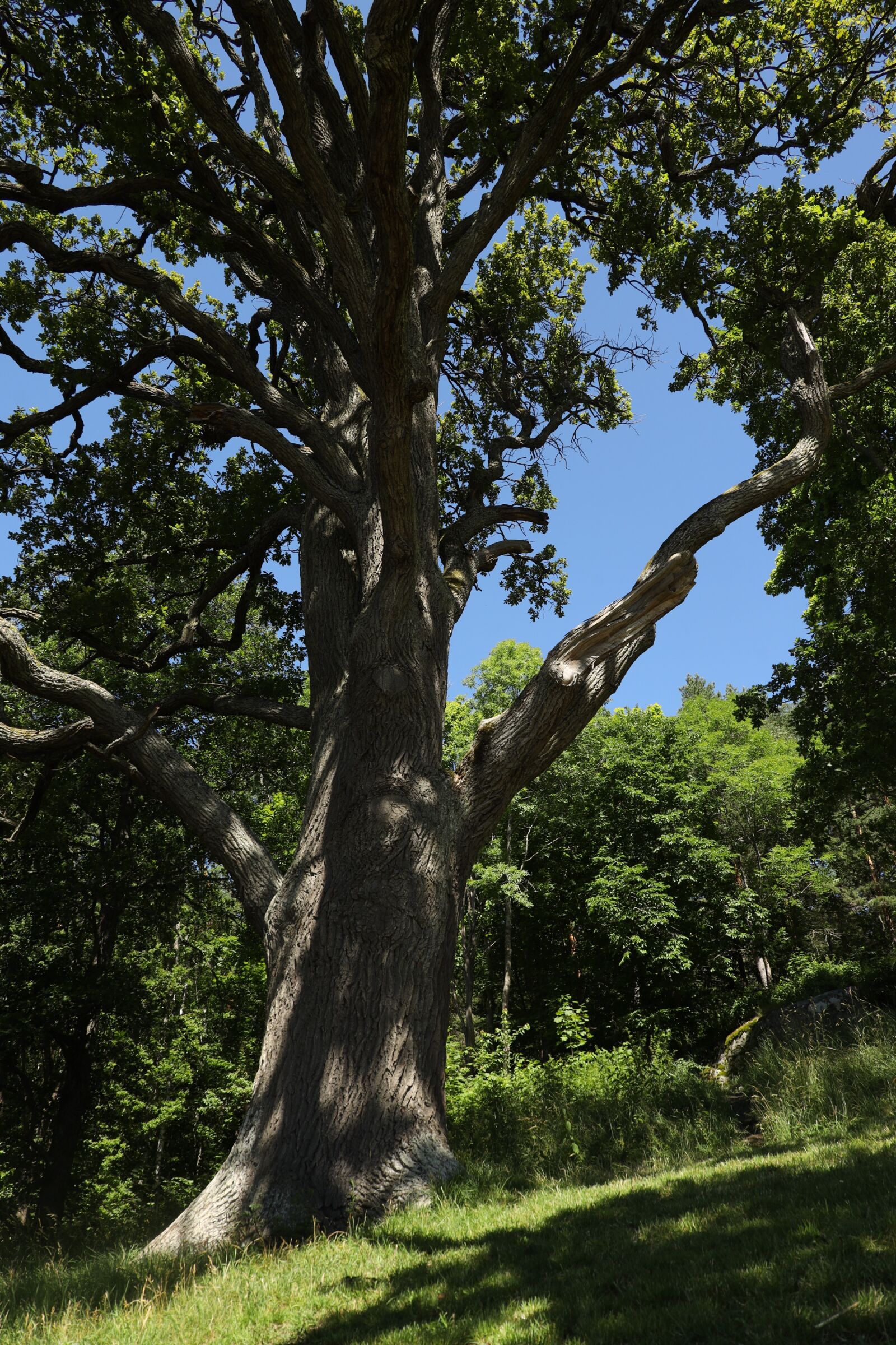 Canon EOS R sample photo. Tree, nature, green photography
