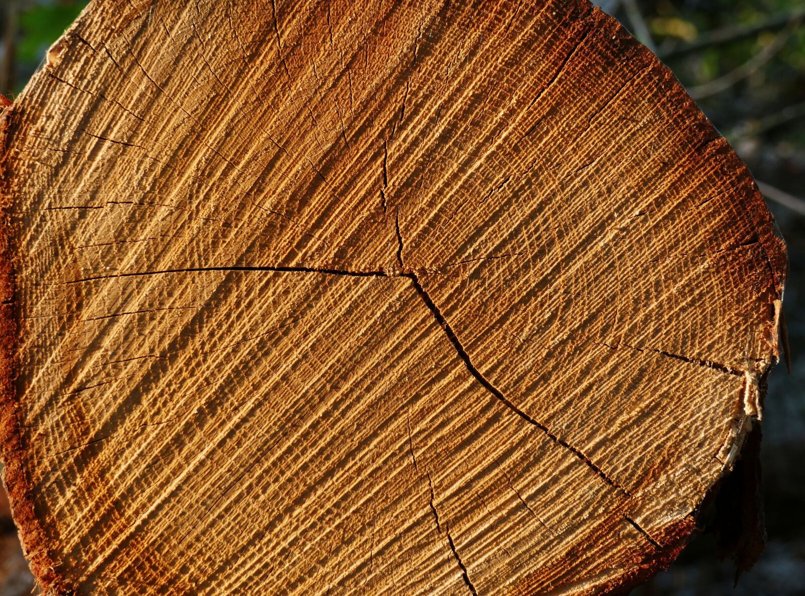 Panasonic Lumix DMC-FZ1000 sample photo. Tree, tree ring, tree photography