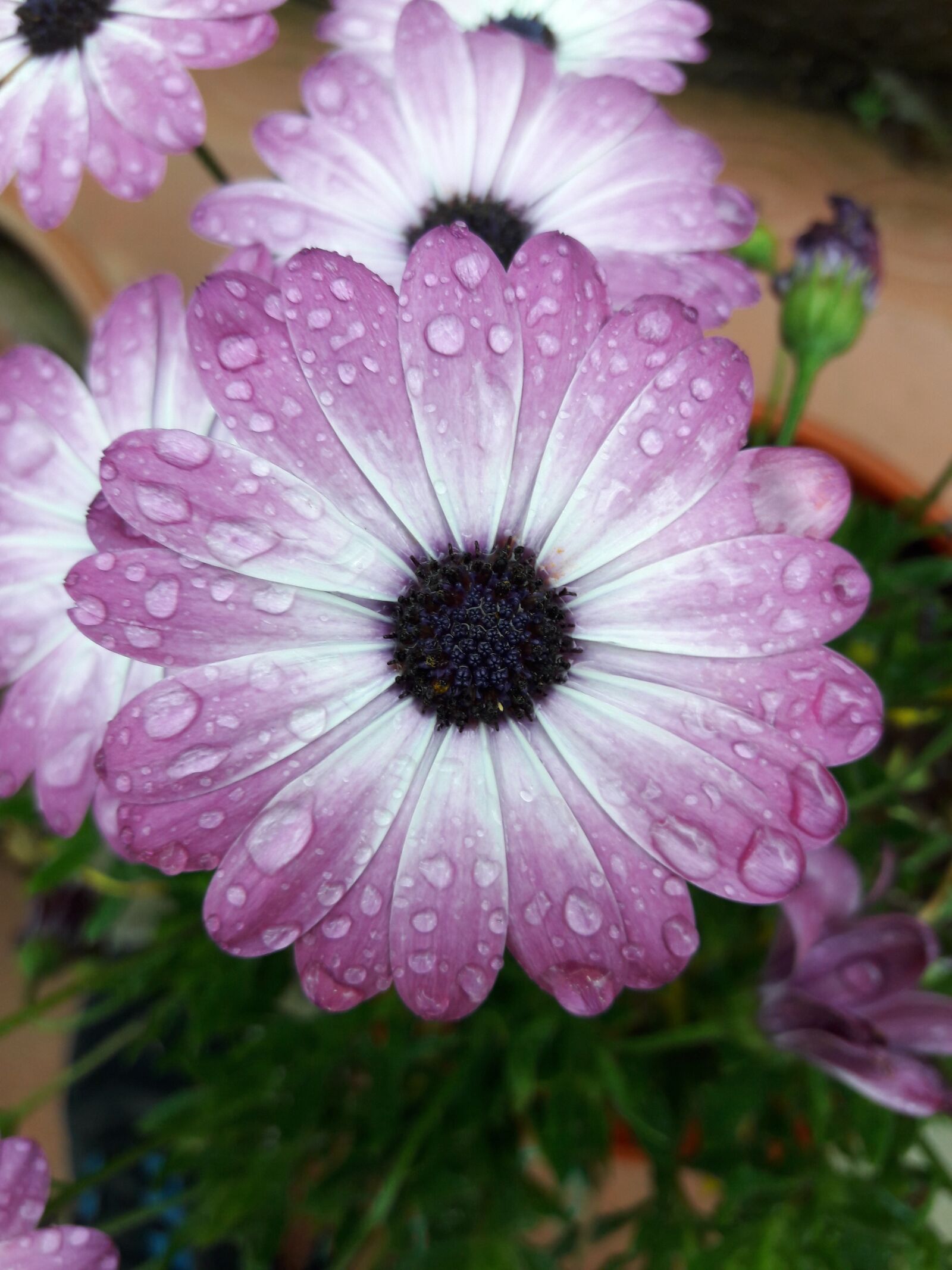 Samsung Galaxy J7 sample photo. Flower, rain, nature photography
