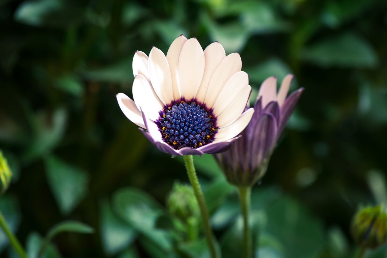 Canon EF-S 55-250mm F4-5.6 IS II sample photo. Osteospermum ecklonis, bornholm marguerite photography