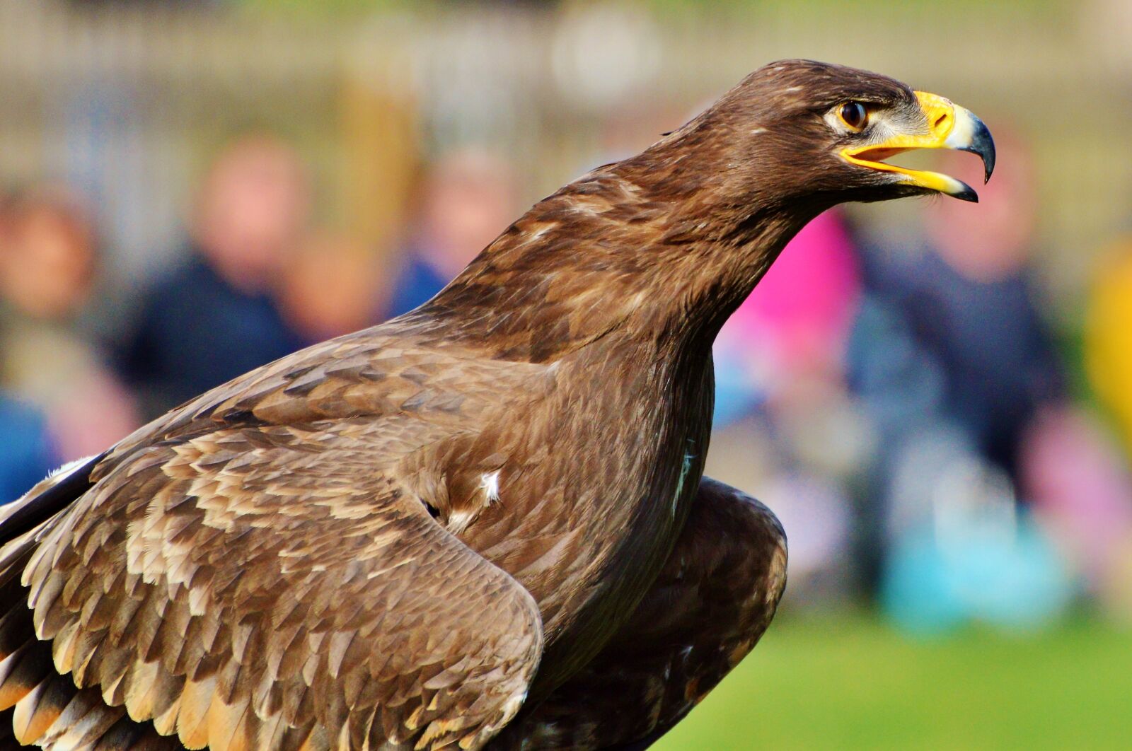 Nikon D3200 sample photo. Adler, bird of prey photography