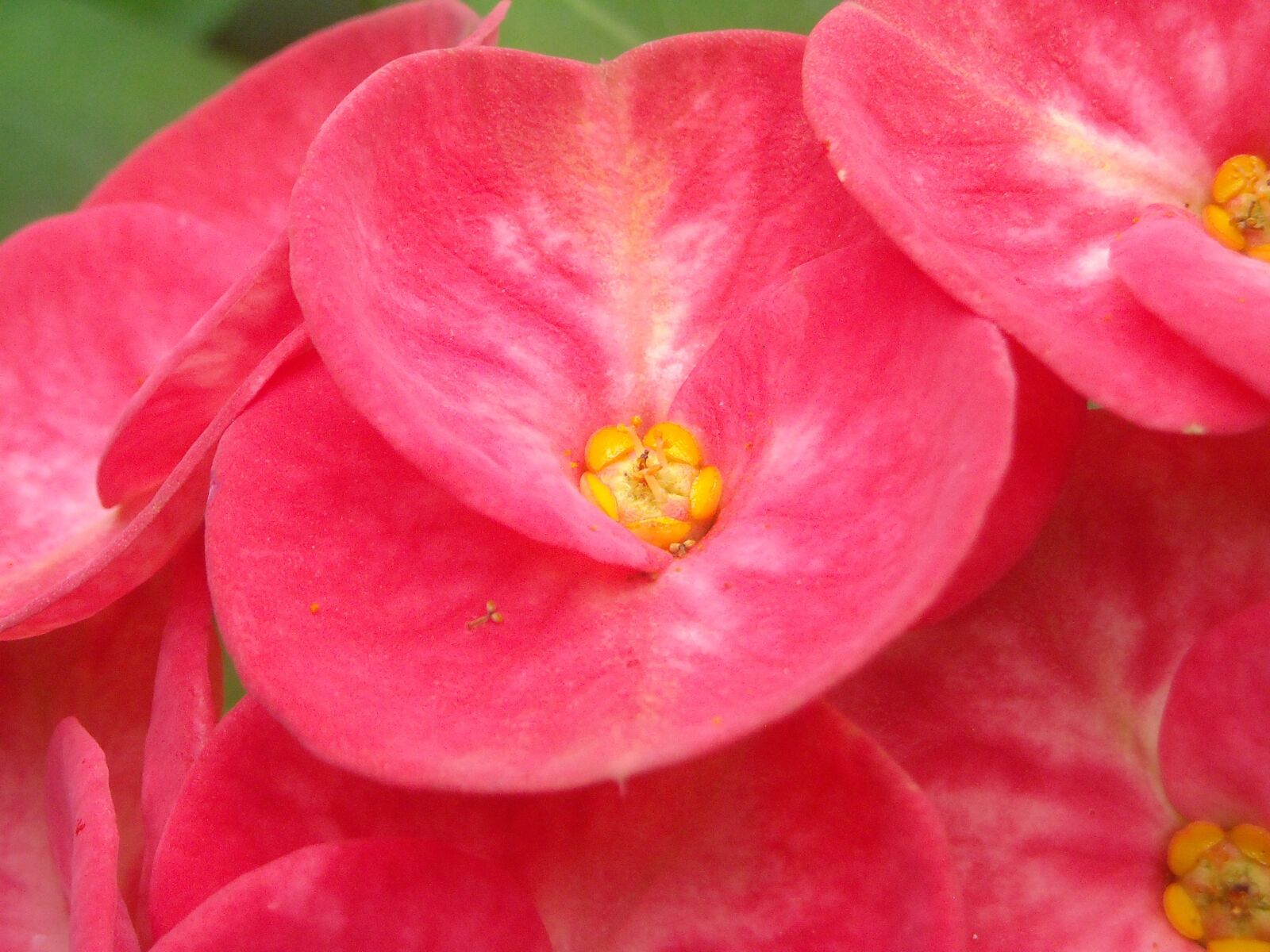 Nikon Coolpix L16 sample photo. Ephorbia, flowers, red photography