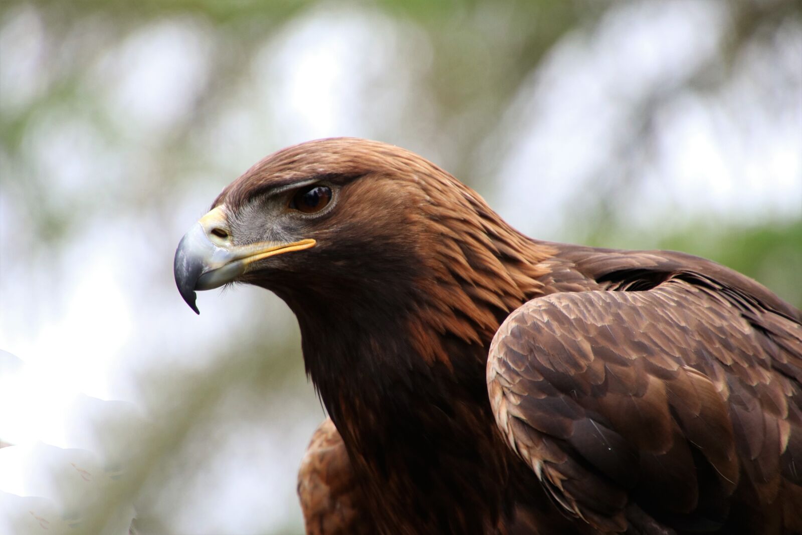 Canon EOS 80D + Tamron 16-300mm F3.5-6.3 Di II VC PZD Macro sample photo. Golden eagle, eagle, golden photography