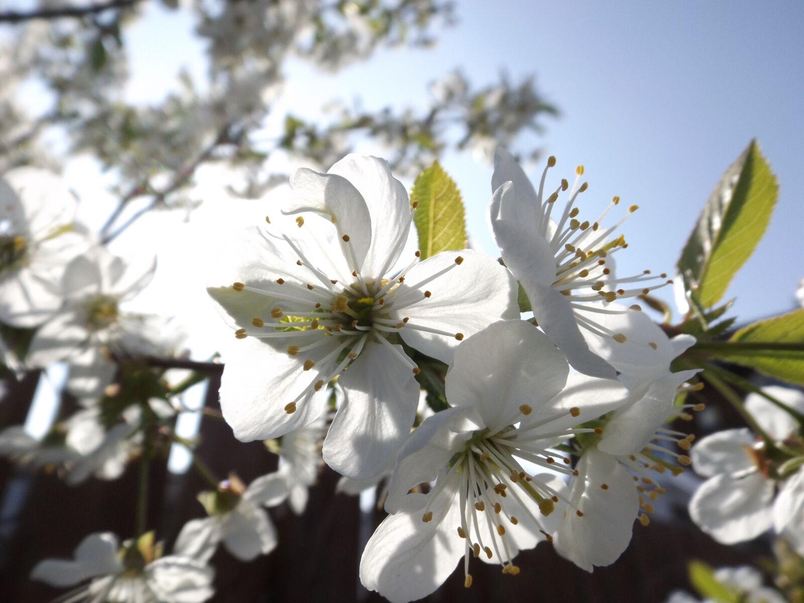 Fujifilm FinePix S4800 sample photo. Blossom, tree, white photography