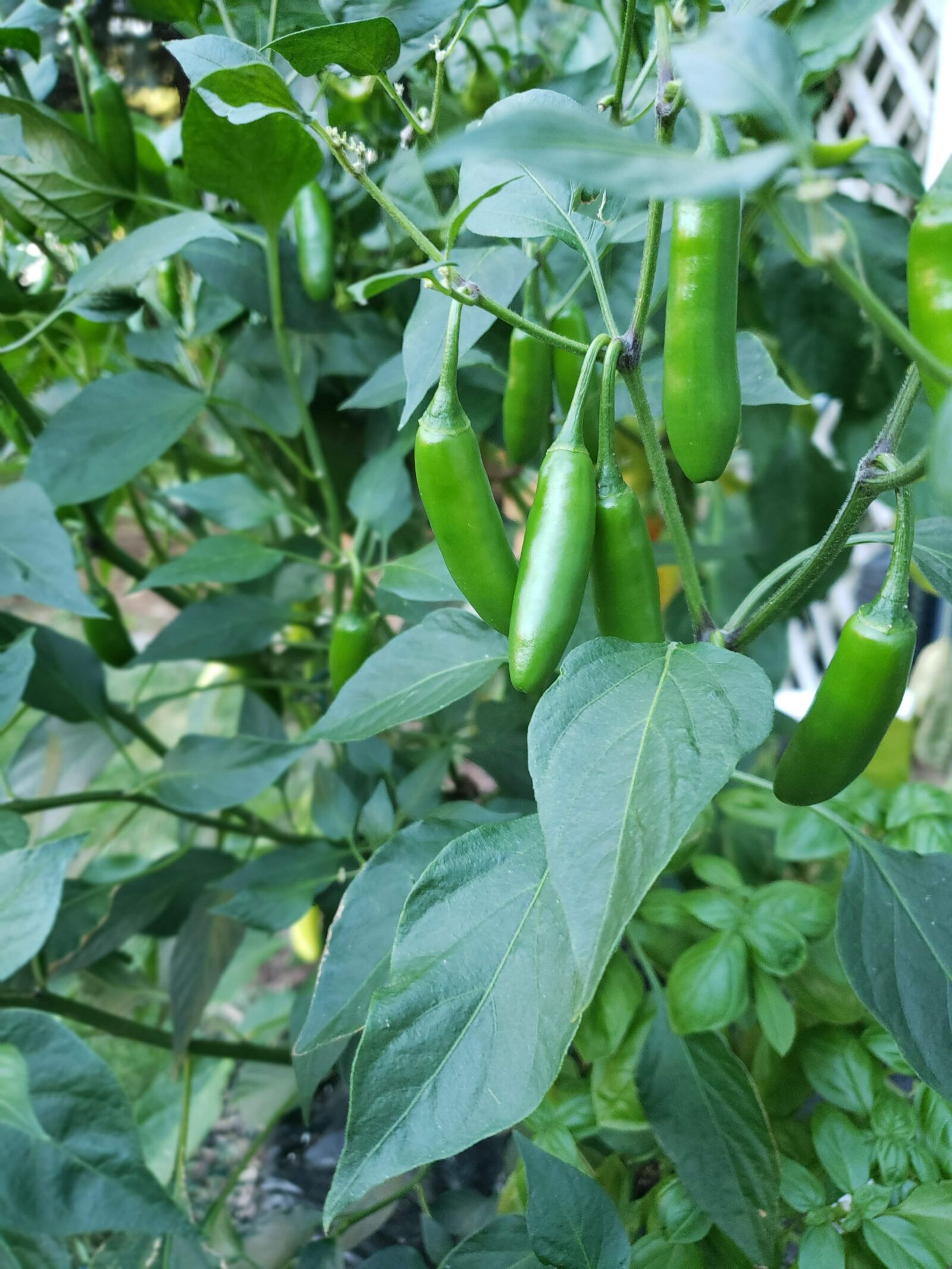Samsung Galaxy S9 sample photo. Pepper, spicy peppers, garden photography