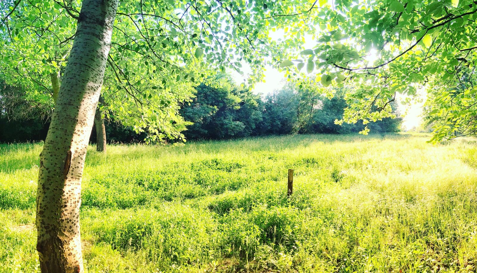 Apple iPhone 6 sample photo. Nature, green, wood photography